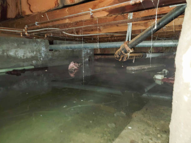 Best Water damage cleanup near me  in Mount Clemens, MI