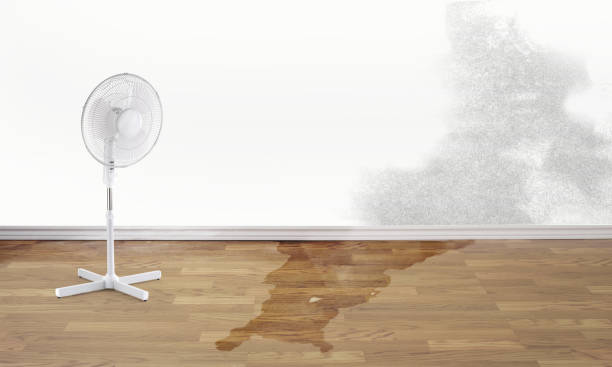 Best Flood damage cleanup  in Mount Clemens, MI